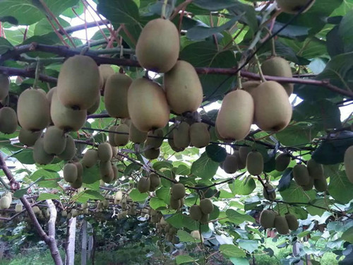 翠姆,微生物菌肥,氮肥