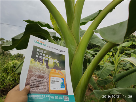 葉面肥，微生物菌劑，硼肥，水溶肥