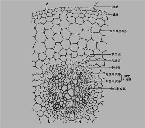 三七黃芽柞水,拉姆拉