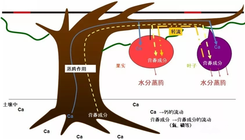 三七黃芽柞水,拉姆拉