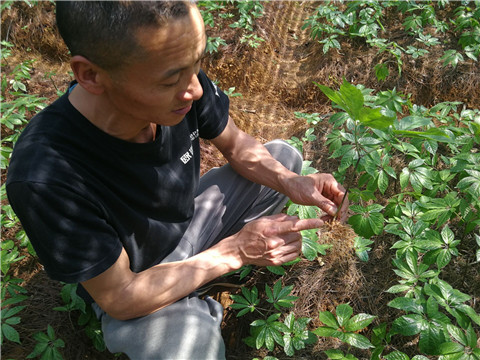 微生物菌劑，翠姆，拉姆拉