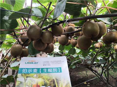 微生物菌劑，生根劑，伯示麥，拉姆拉