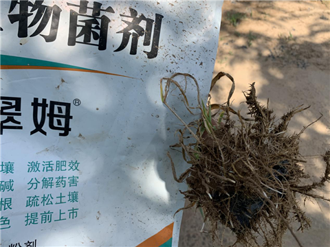 菌肥,微生物菌劑,翠姆