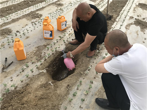 棉花，水溶肥，拉姆拉，翠姆