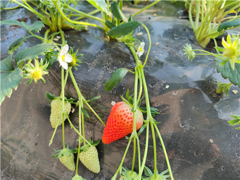 微生物菌劑，拉姆拉，翠姆