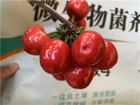 水溶肥，拉姆拉，翠姆