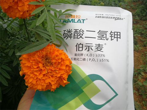 水溶肥,伯示麥,萬壽菊種植技術(shù)