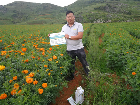 水溶肥,伯示麥,萬壽菊種植技術(shù)