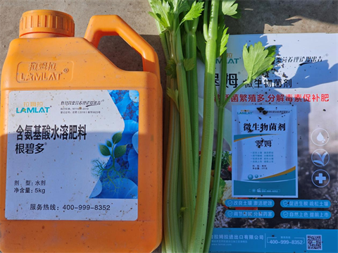 水溶肥廠家,芹菜種植,拉姆拉