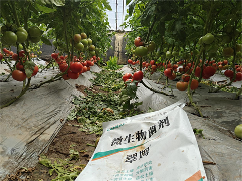 水溶肥品牌,西紅柿種植,翠姆水溶肥